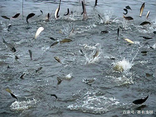魚浮頭最簡單處理方法