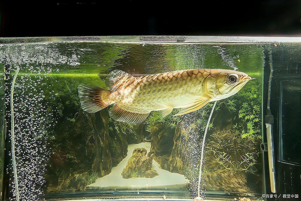 如何預防龍魚錯鱗和亂鱗？