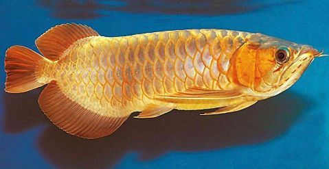 紅龍魚有點翹鱗怎么治（紅龍魚出現翹鱗怎么辦）