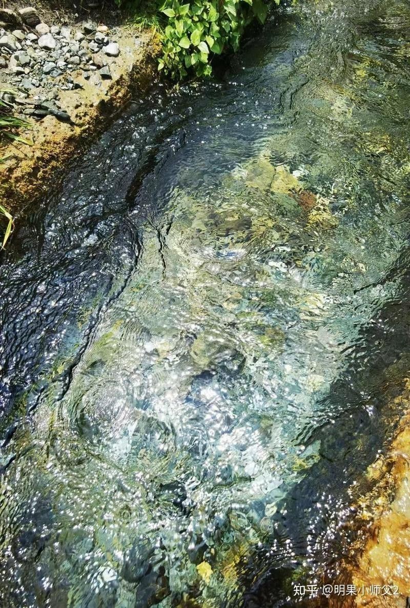 屬狗者適合養什么魚？