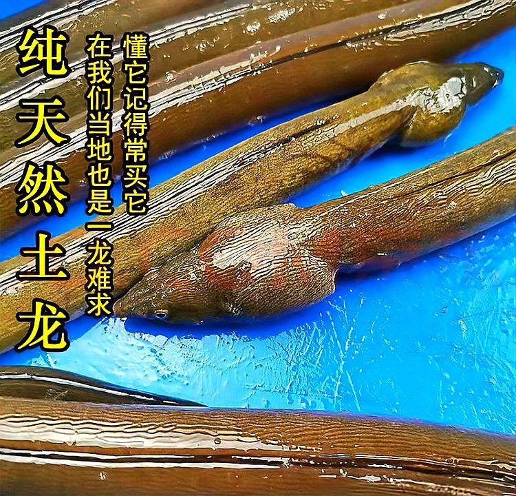 土龍魚是什么魚類的