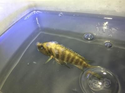龍魚身上長白毛怎么治療（龍魚身上長白毛怎么辦）