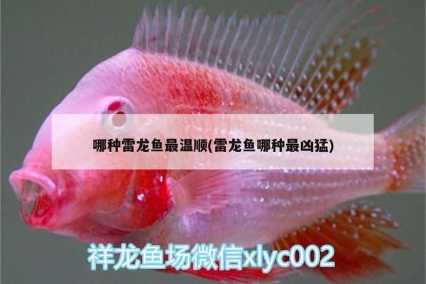 哪種雷龍魚最溫順，七彩雷龍魚適合新手嗎酒紅雷龍魚的飼養技巧