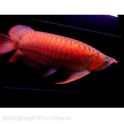 觀賞魚金龍魚批發：中國最早一批做進口龍魚的公司之一金龍魚批發商地址