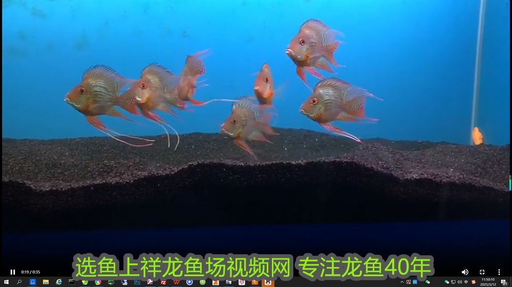 如何讓紅龍魚更紅一點(diǎn)呢：如何讓紅龍魚更紅一點(diǎn)，全面指南