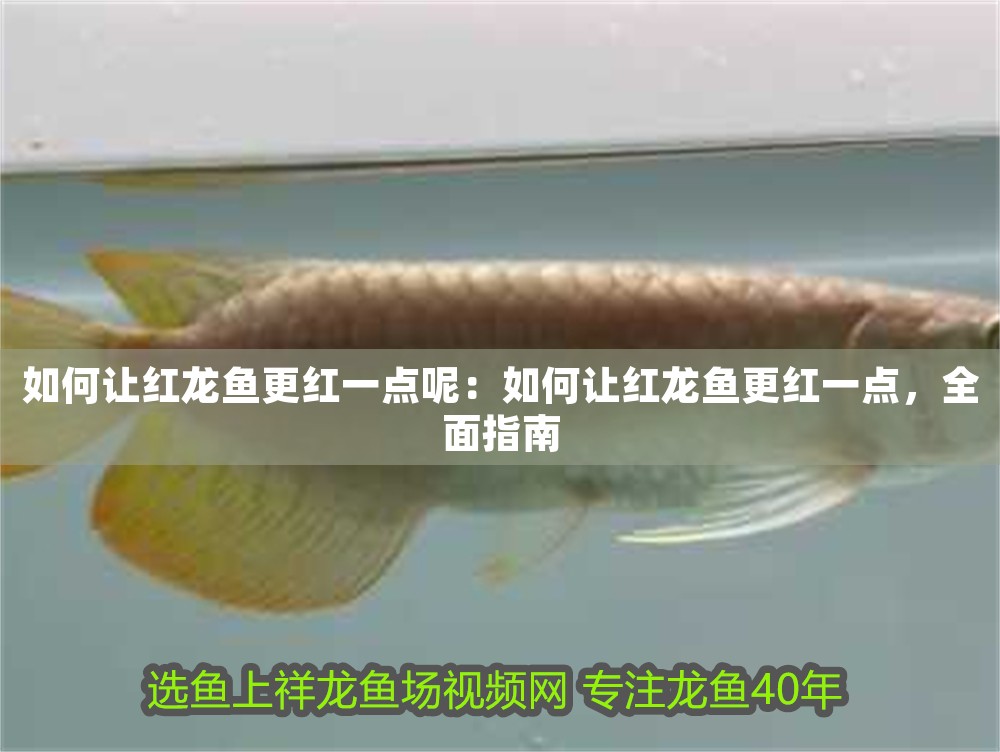 如何讓紅龍魚更紅一點(diǎn)呢：如何讓紅龍魚更紅一點(diǎn)，全面指南