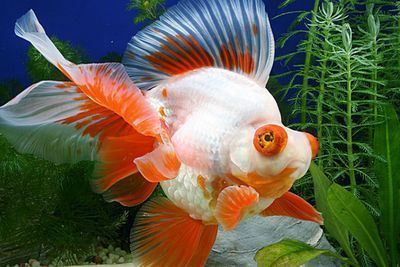 龍魚購買渠道有哪些種類的，龍魚市場價格對比分析