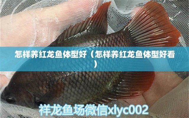 紅龍魚生長速度快表現為什么呢（紅龍魚生長速度快表現為什么呢圖片）
