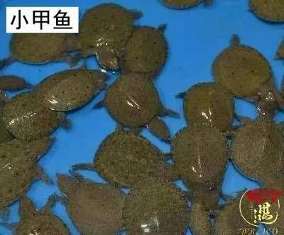 龍魚喂食小甲魚：喂食龍魚小甲魚之前需要了解一些關鍵信息和注意事項