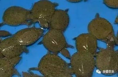 龍魚喂食小甲魚：喂食龍魚小甲魚之前需要了解一些關鍵信息和注意事項