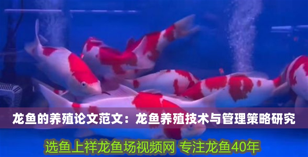 龍魚的養殖論文范文：龍魚養殖技術與管理策略研究