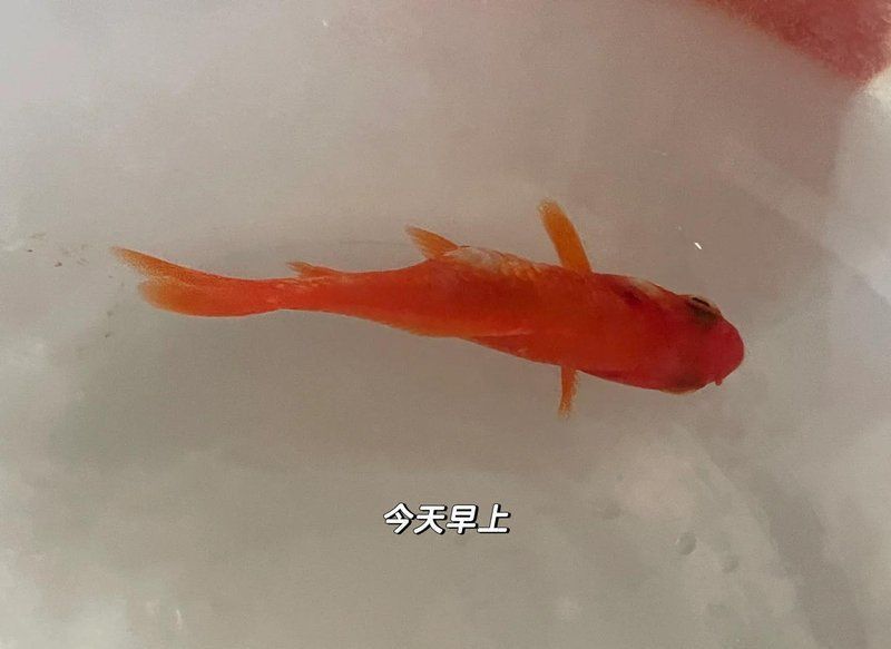 魚腸炎好轉(zhuǎn)的跡象