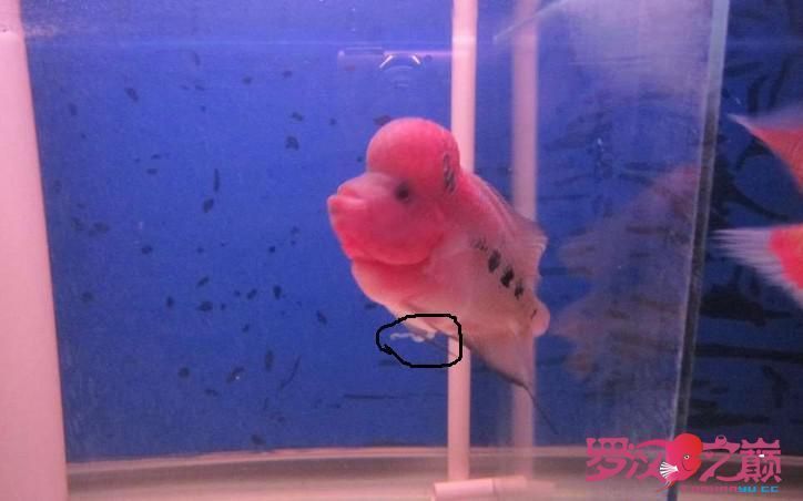 魚腸炎好轉(zhuǎn)的跡象