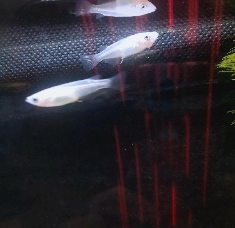 魚腸炎好轉(zhuǎn)的跡象