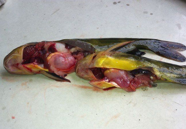 魚腸炎好轉(zhuǎn)的跡象