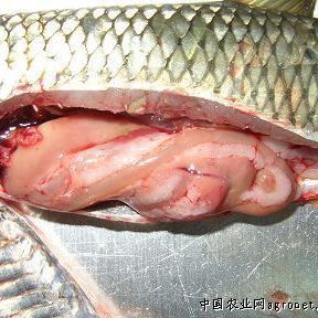 魚腸炎好轉(zhuǎn)的跡象