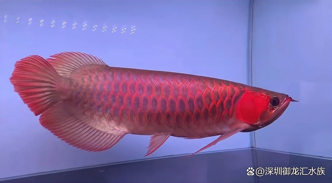 龍魚是黑魚嗎還是白魚