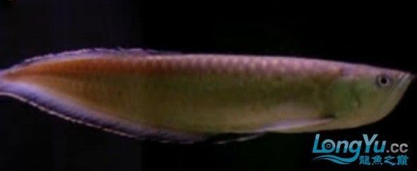 龍魚是黑魚嗎還是白魚