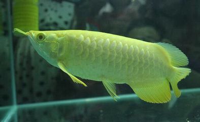 金龍魚不上色怎么回事：為什么我的金龍魚一年多了不上金色