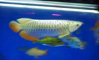 金龍魚不上色怎么回事：為什么我的金龍魚一年多了不上金色