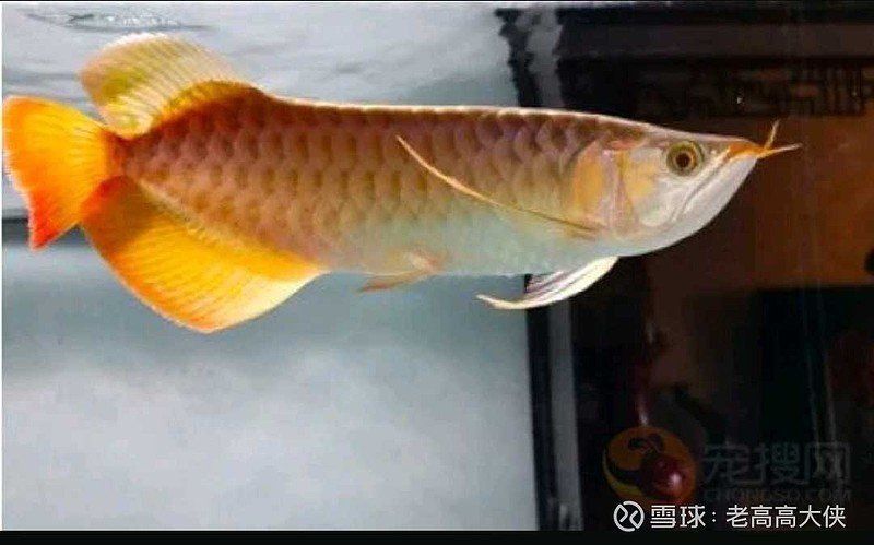 一般一條龍魚幾元錢