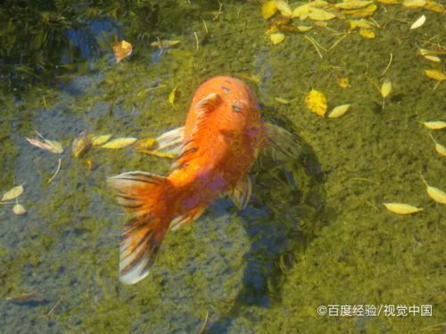 鑒別龍鳳鯉魚的誤區(qū)：如何區(qū)分龍鳳錦鯉的品種 鑒別龍鳳鯉魚的誤區(qū)：如何區(qū)分龍鳳錦鯉的品種 龍魚百科 第3張