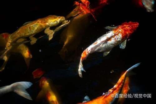 鑒別龍鳳鯉魚的誤區(qū)：如何區(qū)分龍鳳錦鯉的品種 鑒別龍鳳鯉魚的誤區(qū)：如何區(qū)分龍鳳錦鯉的品種 龍魚百科 第2張