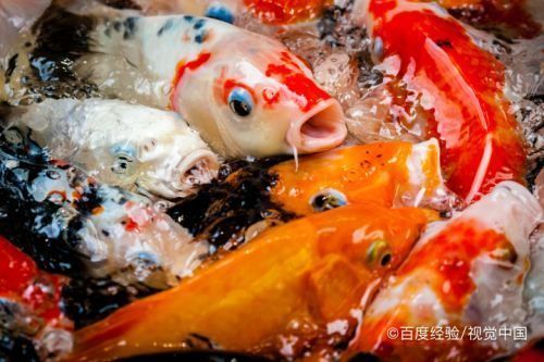 鑒別龍鳳鯉魚的誤區(qū)：如何區(qū)分龍鳳錦鯉的品種 鑒別龍鳳鯉魚的誤區(qū)：如何區(qū)分龍鳳錦鯉的品種 龍魚百科 第1張