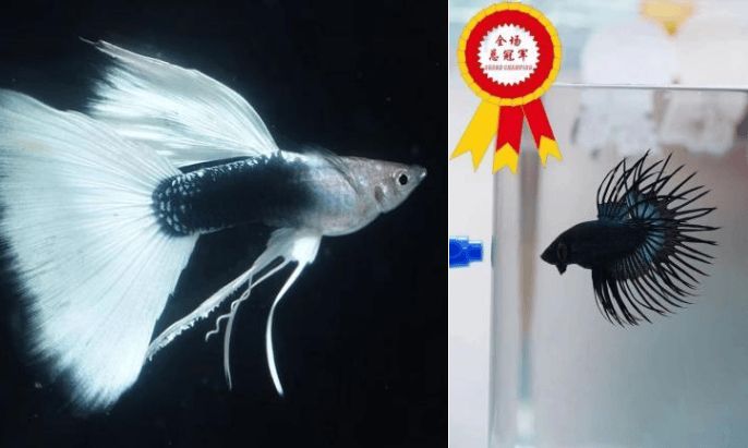 龍魚長城杯龍魚品種規(guī)定（2024年長城杯龍魚大賽具體品種規(guī)定，參賽者需考慮這些因素）