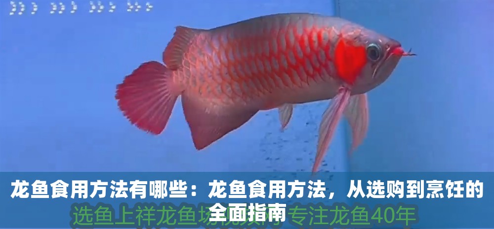 金龍魚活體百科知識視頻：金龍魚活體百科知識，品種、飼養(yǎng)與鑒賞指南