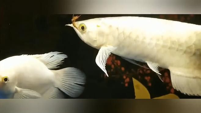 哪里可以找到高清的紅金龍魚攝影作品？