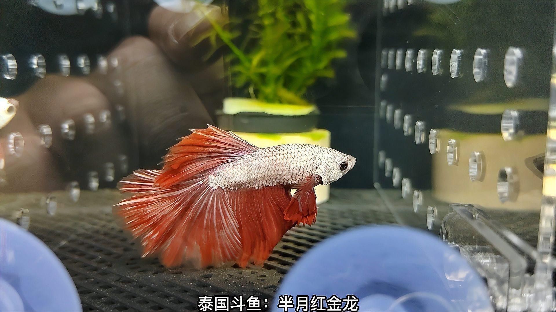 哪里可以找到高清的紅金龍魚攝影作品？