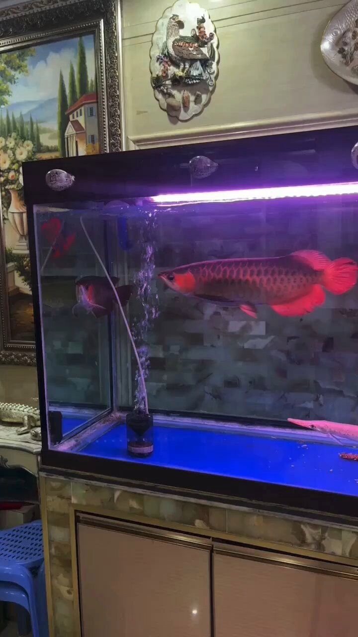 哪里可以找到高清的紅金龍魚攝影作品？