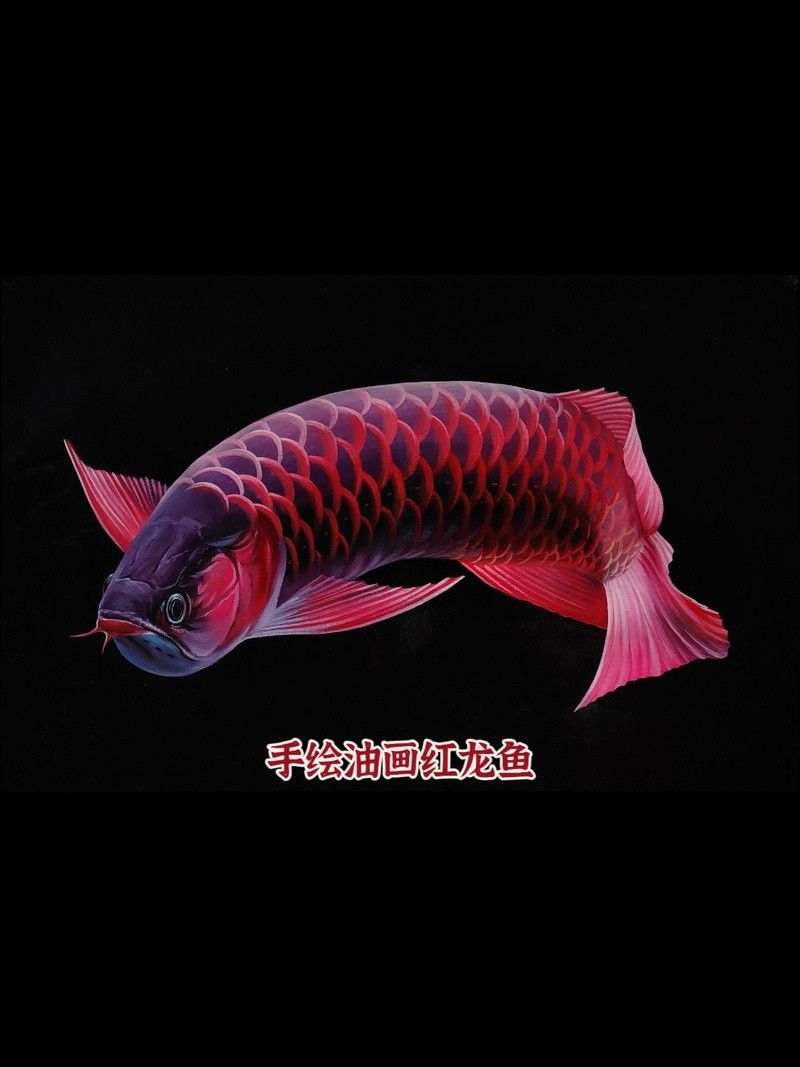 哪里可以找到高清的紅金龍魚攝影作品？