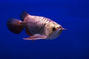 哪里可以找到高清的紅金龍魚攝影作品？