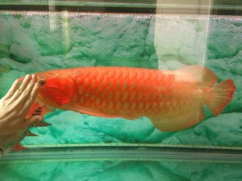 哪里可以找到高清的紅金龍魚攝影作品？