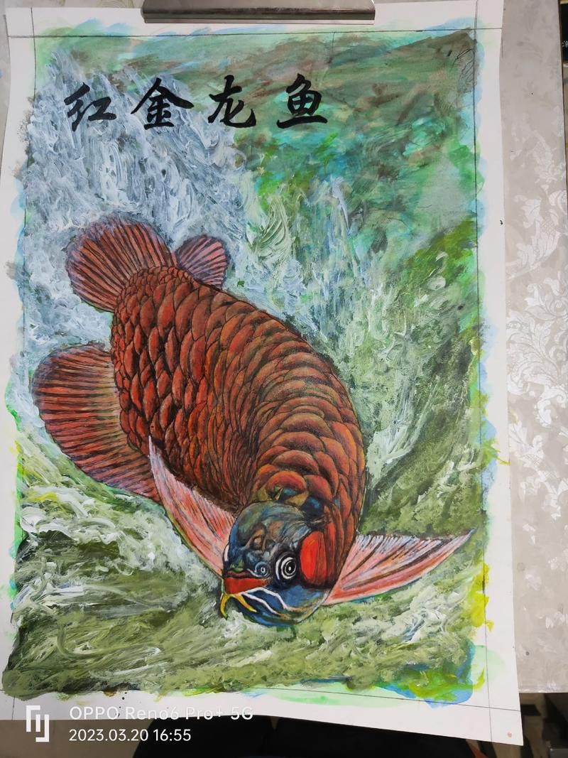 哪里可以找到高清的紅金龍魚攝影作品？