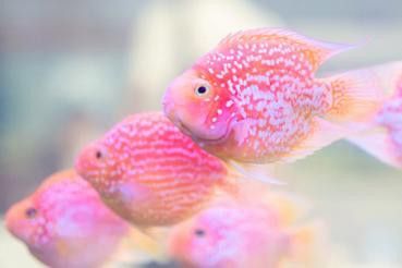 哪里可以找到高清的紅金龍魚攝影作品？