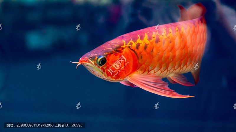 哪里可以找到高清的紅金龍魚攝影作品？