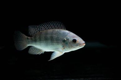 哪里可以找到高清的紅金龍魚攝影作品？