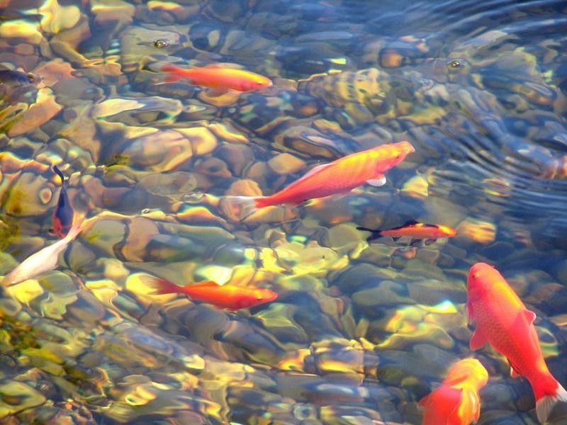 哪里可以找到高清的紅金龍魚攝影作品？