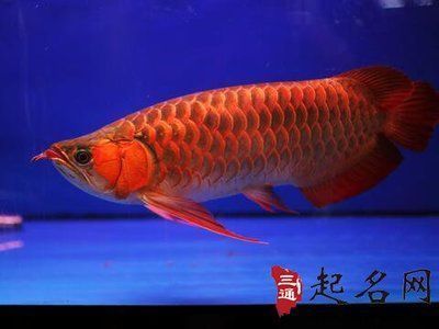 紅龍魚的功效與禁忌是什么呢（紅龍魚的功效與禁忌是什么呢圖片）