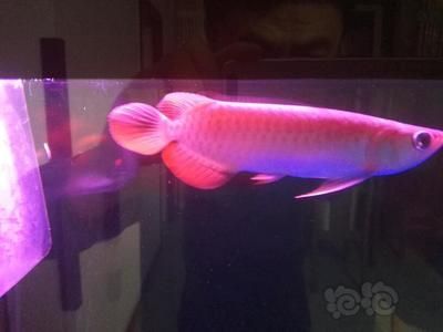 龍魚老頭魚還能長大嗎：關于“老頭魚還能長大嗎”的直接答案