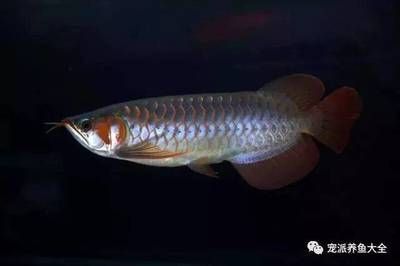 龍魚老頭魚還能長大嗎：關于“老頭魚還能長大嗎”的直接答案