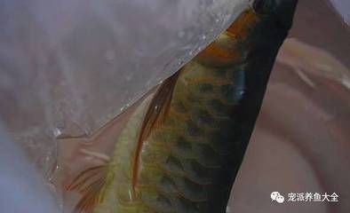 龍魚(yú)修剪尾巴：龍魚(yú)尾巴修剪過(guò)程：修剪龍魚(yú)尾巴時(shí)需要注意以下幾點(diǎn)