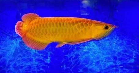 金龍魚顏色怎么發金光：金龍魚發色需要考慮基因、餌料、魚缸背景和燈光等因素