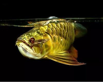金龍魚顏色怎么發金光：金龍魚發色需要考慮基因、餌料、魚缸背景和燈光等因素