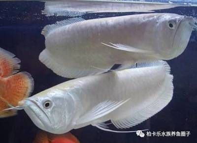 銀龍魚對光照的要求（銀龍魚對光照有什么要求？）