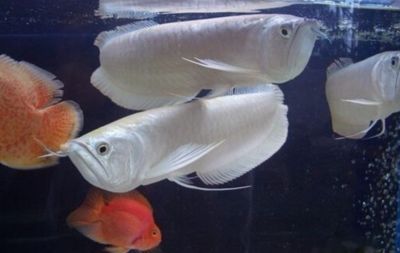 銀龍魚對光照的要求（銀龍魚對光照有什么要求？）