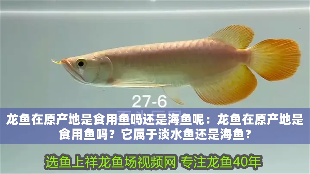 龍魚在原產地是食用魚嗎還是海魚呢：龍魚在原產地是食用魚嗎？它屬于淡水魚還是海魚？
